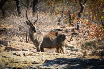 a young antelope in the wild