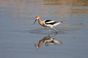 Beautiful Avocet feeding in shallow water in Nevada