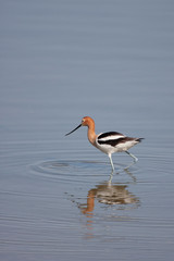 Beautiful Avocet feeding in shallow water in Nevada