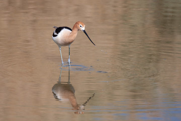 Beautiful Avocet feeding in shallow water in Nevada