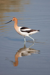 Beautiful Avocet feeding in shallow water in Nevada