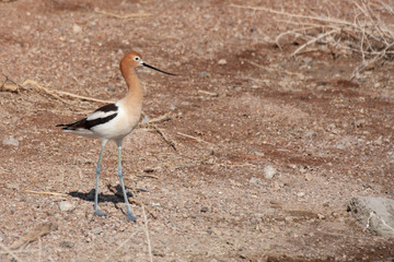 Beautiful Avocet feeding in shallow water in Nevada