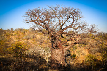tree in the savannah