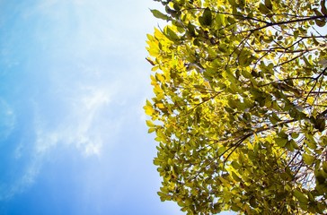 tree and sky