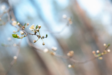 bloom tree