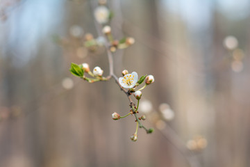 bloom tree