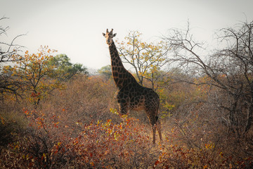 giraffe in the savannah