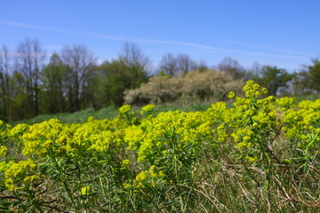 frühling