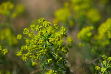 frühling