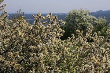 frühling