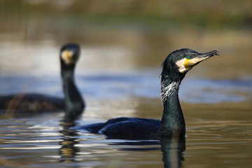  Cormorant after swimming in the spring © moniadk