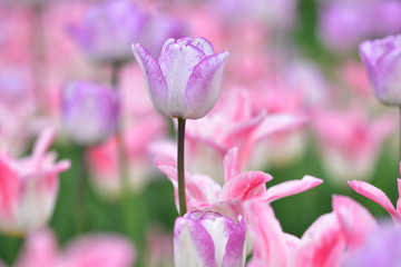 Obraz na płótnie Canvas Pastel white and lilac tulips in a spring meadow