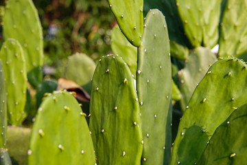 fresh green cactus plants in the garden, scientific name: opuntia
