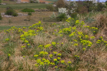 frühling