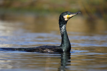 
Cormorant after swimming in the spring
