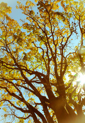 autumn tree in the park
