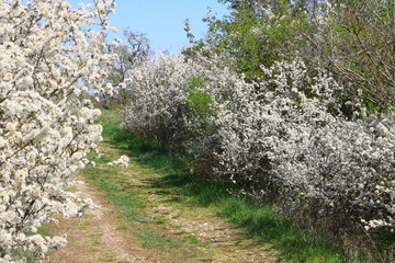 frühling