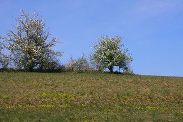 frühling