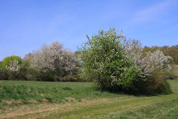 frühling