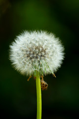 Close-up of a Dandelion on Dark Background