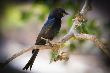 Fork-tailed drongo on branch