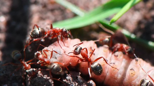 Ants action. Ants drag prey to an ant hill.