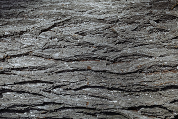 A close up of a treeundefined. Texture of an old tree trunk. The tree's bark is grey.