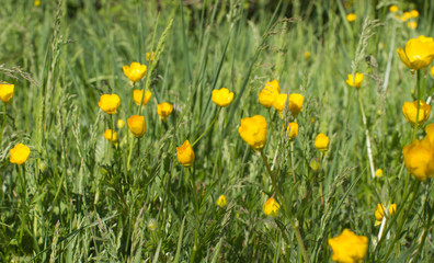 Botanic and ecology - beautiful meadow with buttercups and grass, outdoors