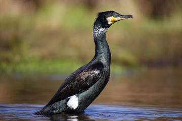  Cormorant after swimming in the spring © moniadk