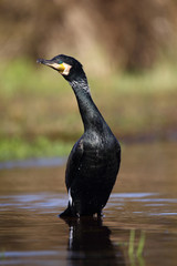 
Cormorant after swimming in the spring