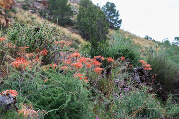 Fototapeta premium Blooming Aloe Vera in Canyon Barrancos de Gebas.Totana. Murcia. Spain. 