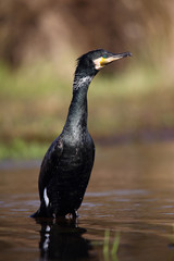 
Cormorant after swimming in the spring