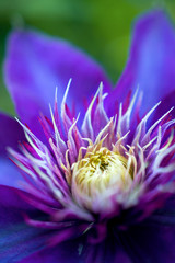 Macro of a purple clematis flower - 340028459
