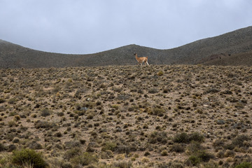 Vicu&ntilde;a over the hill in Argentina