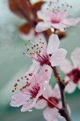 Pink cherry blossoms macro - 340028870