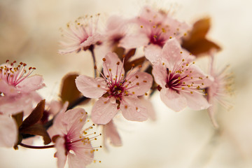 Cherry blossom in spring macro - 340029037