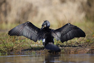  Cormorant when drying the wings © moniadk