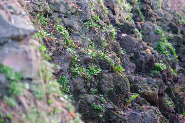 Wild cornerstones and green grass on a mountainside. Selective focus in the foreground.