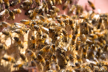Close up of bees on honeycomb in beehive, selective focus