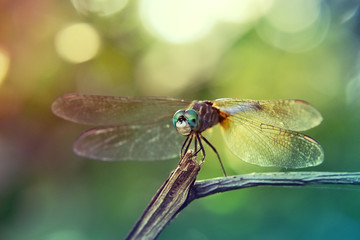 Macro of a dragonfly on a branch - 340029281