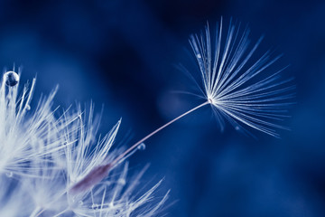 Macro dandelion seeds on blue background - 340029603