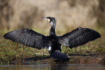  Cormorant when drying the wings © moniadk
