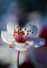 Macro cherry blossom - 340029875