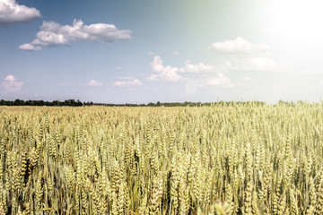 ripening ears of yellow wheat field on a blue sky day. Sunbeams on the horizon in a rural meadow.