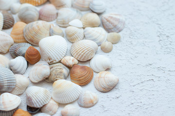 Fototapeta na wymiar Shells on a light background . Article about vacation. Sea shells lie on a light background