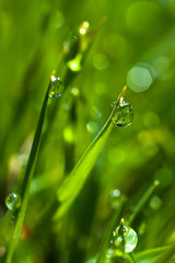 Macro water drops on green grass - 340030043