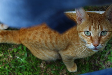 cat in the grass