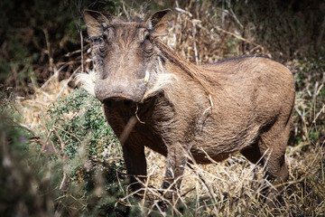 warthog in the savannah