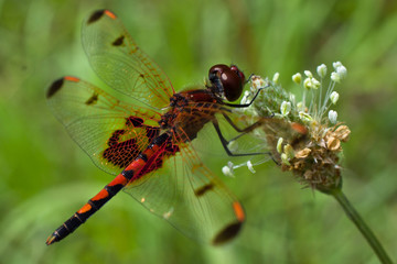 Tiger dragonfly on a flower macro - 340030456