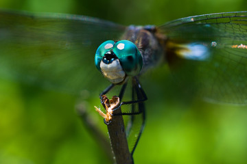 Blue-eyed Darner dragonfly macro